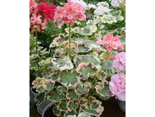 ���������� Warrenorth Coral
