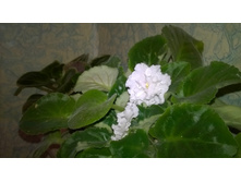 WP 20151010 20 21 49 Pro.jpg