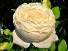 ���� �����(�)