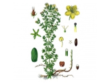 ��������, ����� � ������, 50� ��������� ����