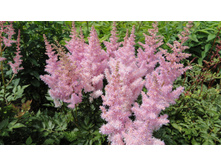 ��� ����