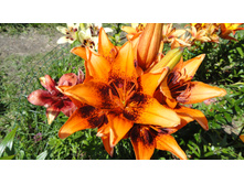 �������  �������.JPG