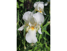 ���� ����� �����