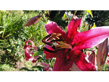 ���� ���