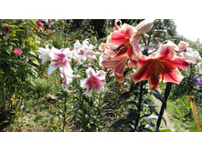 DSC03303 — �����.JPG