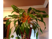 ���������� Green Orange" "���� ������" - ������ �������� �������� ..