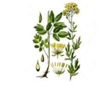 �����������, �����, 50� ������ �����, �������� ������