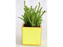 ����� � �������  ���� ��� �������