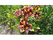 � ����.JPG