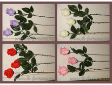 1972 ���� ����