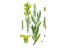 ��������� ���������, �����, 50 ��. ��������� ����