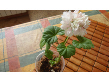 ���������� Rose of Amsterdam( mini)