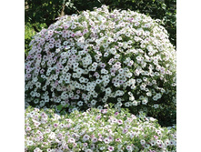 ����� ���� �������. 160 �.