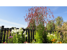 ����������� ���� �����