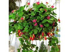 ������ -50�.jpg