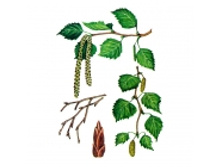 ��������� �����, 50 �� ��������� ����