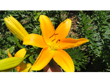 ����� (4).JPG