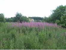 ����������� �������