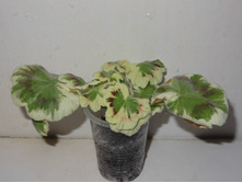 ���������� Warrenorth Platinum