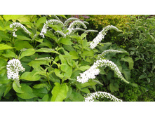 ��������� ������������