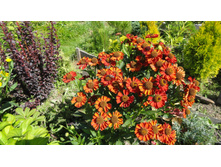 �������� ��� ����