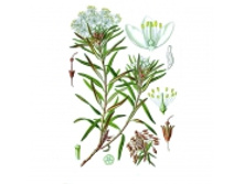 ��������� ��������, ������, 50 ��. ��������� ����