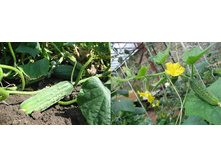 ����� 15 ���. �������� 2 ��..jpg