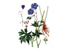 ������, �����, 50� ��������� ����