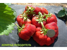 ������ ���������� 42�.jpg