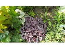 ������� ���� �����