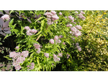 ��������� ����������������