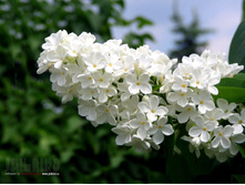 ������ ����� 50�