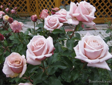 558953a39025b rosa roza creme caramel c5 - 550r.jpg