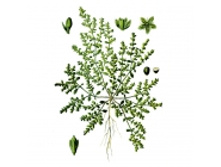 �������, �����, 50� ������������� ����