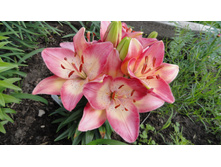 �. ������.JPG