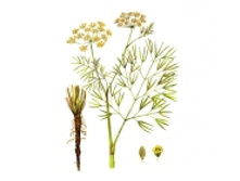 �������� ��������, ������, 50� ������ �����