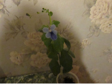 IMG 0786.jpg