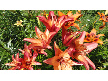 ����� ���� ������.