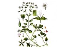 ����������, �����, 50� ��������� ����