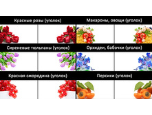 ���� ����� ������