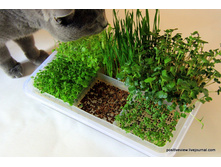 ������������ �������. ����������� � ����� 447 ���. �������� 5 ��. ������ � �� ����. �������� ����������� ������ ������� ��� �� ����� �����.jpg