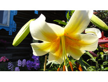 ����� ������ ���