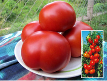 ����� ������� ������� - 55 ���. �������. �������� 5 ��..jpg