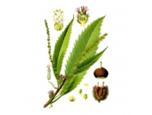 Kashtana plody thm.jpg