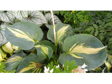 ����� ����������