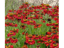 �������� �������