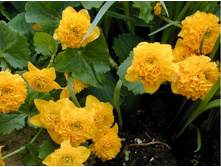 ��������� ��������*