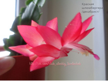 ����������� �������