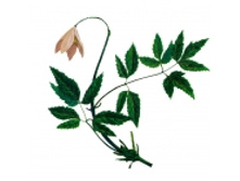 Knyazhik sibirskiy-3 thm.jpg