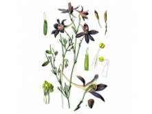 ��������� �������, ������, 50� ��������� ����